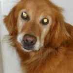 Georgia Political News for March 12, 2012