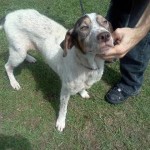 Adoptable Dogs for February 28, 2013