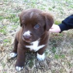 Georgia Political News for March 30, 2012