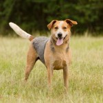Adoptable Georgia Dogs for May 9, 2013