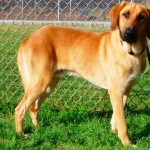 Georgia Political News for May 2, 2012