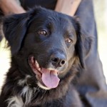 Adoptable Georgia Dogs for July 22, 2013