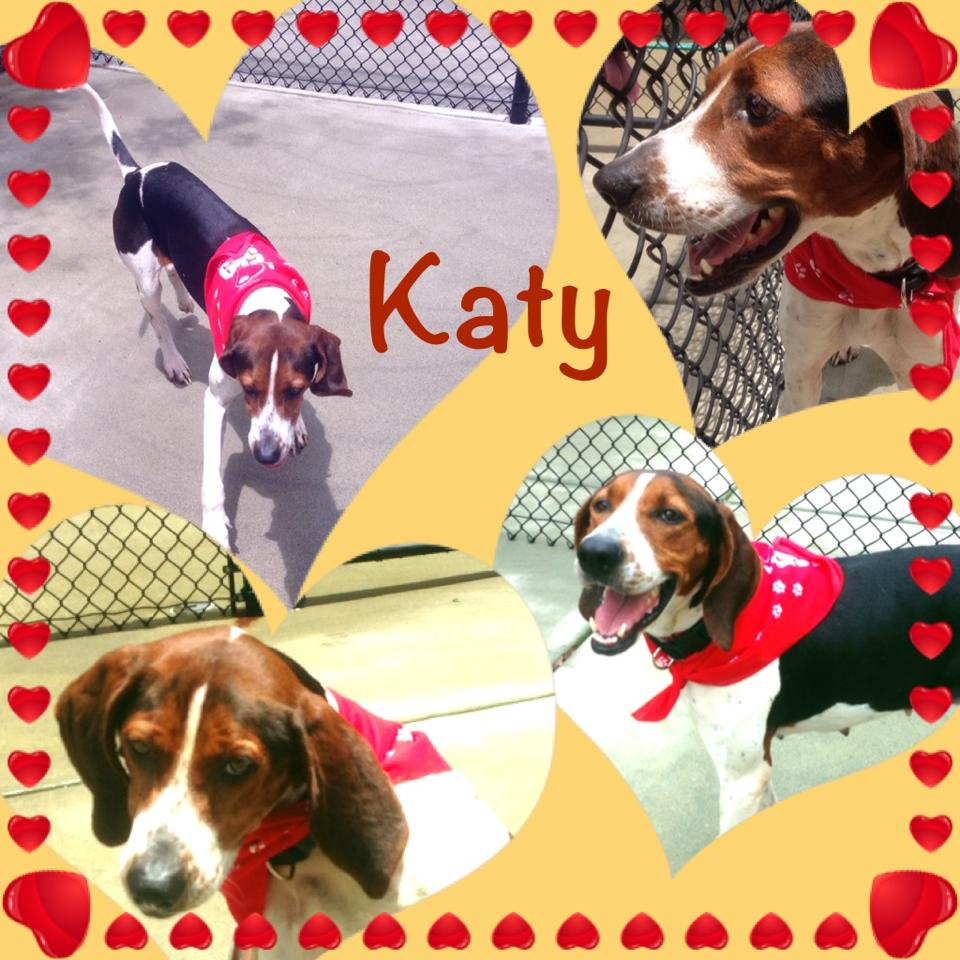 Katy Gwinnett Hound Dog