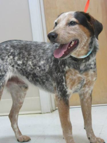 Kennel 41 44951