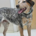 Adoptable Georgia Dogs for July 31, 2013