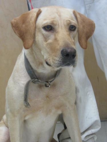 Kennel 53 45380