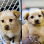 Adoptable Georgia Puppies for March 28, 2013