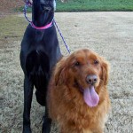 Georgia Political News for March 20, 2012