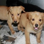 Adoptable Georgia Dogs for June 11, 2013