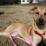 Adoptable Dogs in Georgia for March 11, 2013