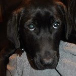 Georgia Political News for Monday, February 27, 2012