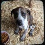 Adoptable Georgia Dogs for March 12, 2013