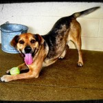 Adoptable Georgia Dogs for March 19, 2013