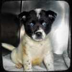 Adoptable Georgia dogs for March 5, 2013