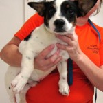 Adoptable Dogs in Georgia for March 15, 2013
