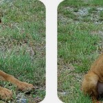 Adoptable Georgia Dogs for March 21, 2013