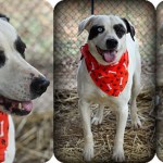 Adoptable Georgia Dogs for March 25, 2013