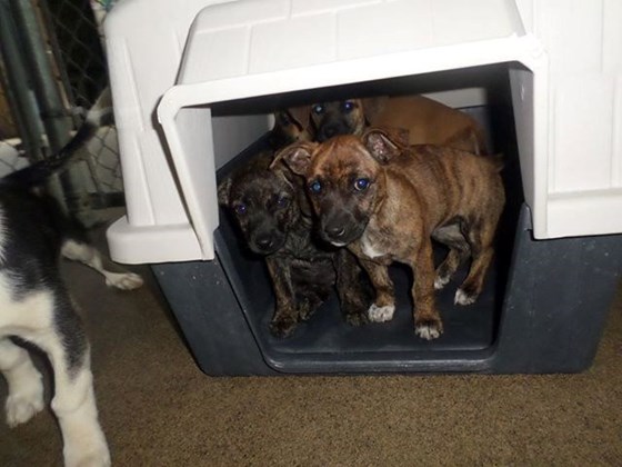 Puppies to Maryland