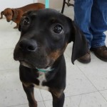 Adoptable Georgia Dogs for June 10, 2013