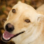Georgia Political News for Wednesday, February 22, 2012 the “Save a Yellow Dog” edition