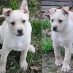 Adoptable Georgia Dogs for June 18, 2013