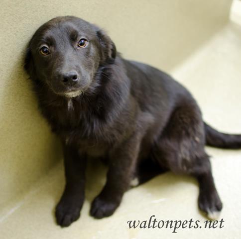 RubyWaltonPets