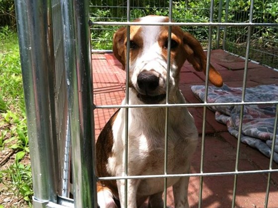 SOS_Coonhound