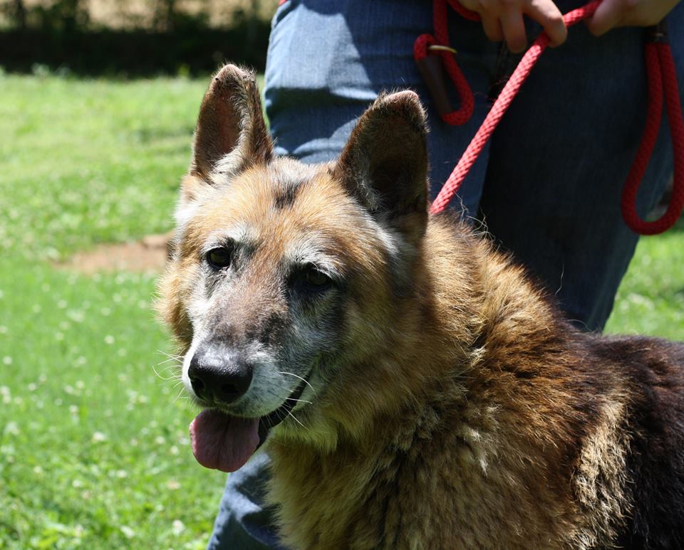 Senior German Shepherd DeKalb