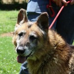 Adoptable Georgia Dogs for July 3, 2013