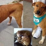 Georgia Political News for March 26, 2012