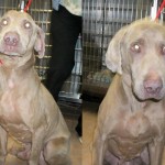 Adoptable Georgia Dogs for April 29, 2013
