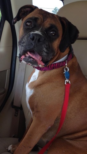 Summer Boxer