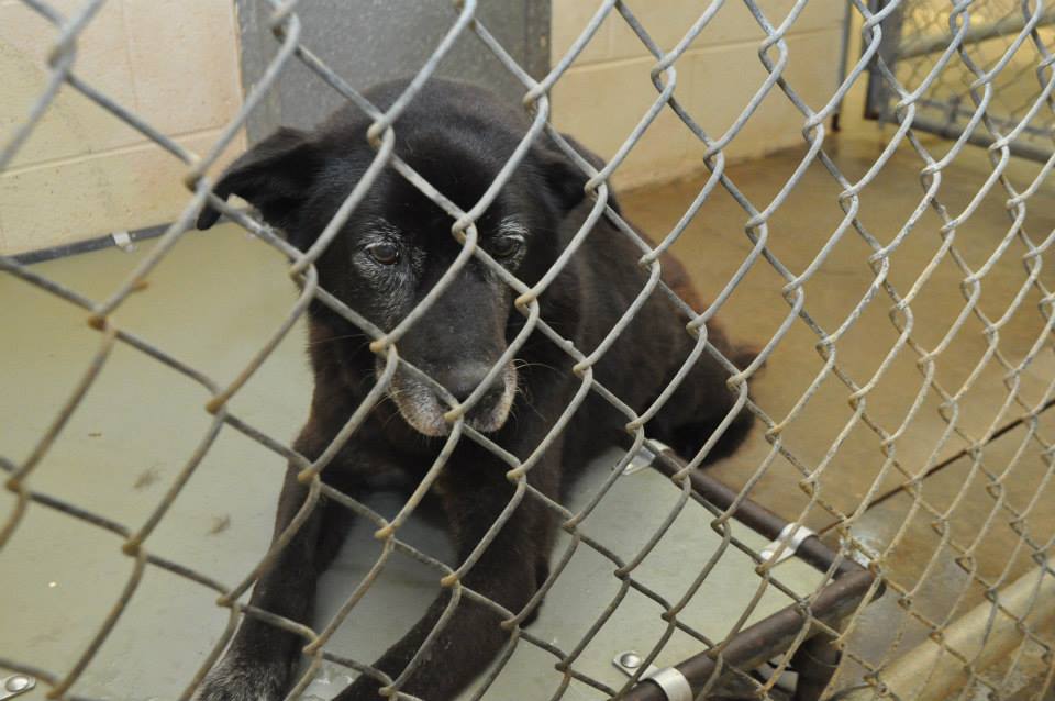 Urgent Senior Clayton County Lab