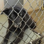 Adoptable Georgia Dogs for July 2, 2013