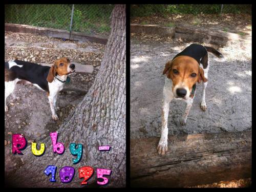 Valdosta Ruby