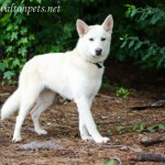 Adoptable Georgia Dogs for July 12, 2013