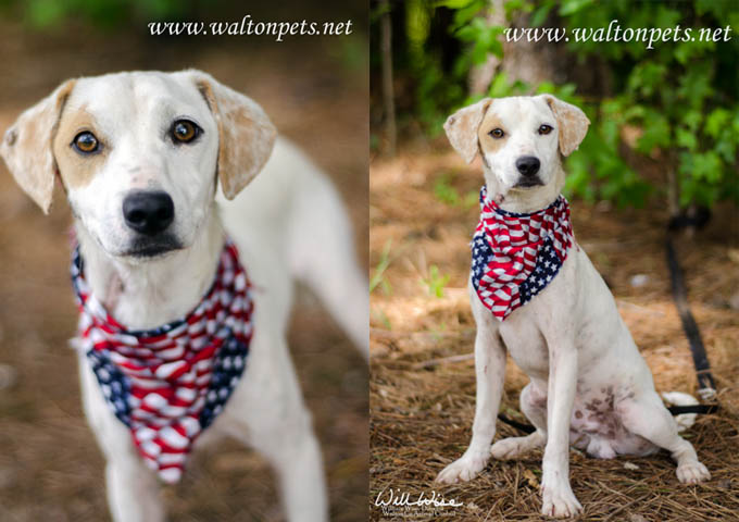Walton Poppie Loves America