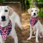 Adoptable Georgia Dogs for July 24, 2013