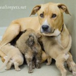 Adoptable Georgia Dogs for July 15, 2013