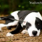 Bonus adoptable dogs for the weekend