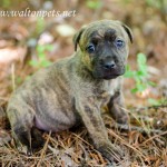 Adoptable Georgia Dogs for May 24, 2013
