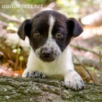 Georgia Adoptable Dogs for May 16, 2013