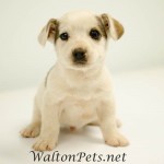 Adoptable Georgia Dogs for April 11, 2013