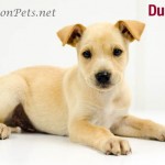 Two-for-one puppies at Walton Animal Shelter