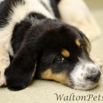 Georgia Political News for April 27, 2012