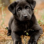 Adoptable Georgia Dogs for February 27, 2013