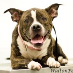 Adoptable Georgia Dogs for March 29, 2013