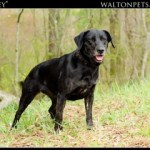 Georgia Political News for March 14, 2012