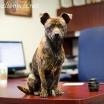 Adoptable Georgia Dogs for May 20, 2013