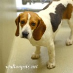 Georgia Political News for March 27, 2012